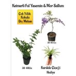 Bitkim Sende Kokulu Katmerli Ful Yasemin Çiçeği+Mor Salkım Ağacı Fidanı Kurdele Çiçeği Peyzaj Seti