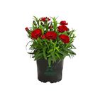 Bitkim Sende Kokulu Kırmızı Karanfil Çiçeği, Bodur Cins Red Dianthus, Saksılı, 15-25cm