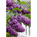 Bitkim Sende Kokulu Leylak Çiçeği, 30-60 cm, Saksılı, Lilac