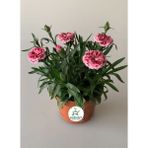 Bitkim Sende Kokulu Pembe Ebruli Karanfil Çiçeği 15-25 cm Saksılı Bahçe Balkon Çiçeği