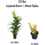 Bitkim Sende Leylandi Çam Ağacı Fidanı+Altuni Taflan Çit Bitkisi 2'li Set Dış Mekan Bitkileri