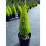 Bitkim Sende Limon Kokulu Limoni Servi Cupressus Ev Ofis Salon Çamı 30-45 cm