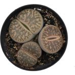 Bitkim Sende Lithops Hookeri Taş Kaktüs