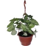 Bitkim Sende Melek Kanadı Çiçeği - Ok Başı Sarmaşığı (Syngonium) Askılı Saksı'da