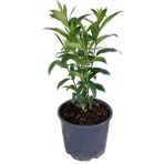 Bitkim Sende Melisa Parfüm Çiçeği - Canlı Çiçek - Cestrum Nocturnum