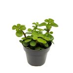 Bitkim Sende Mini Saksılı Para Yeşim Çiçeği, Canlı Sukulent Crassula Ovata, 10-15 cm, Yeşil