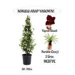 Bitkim Sende Mis Kokulu Arap Yasemini, 50-70 cm, Kurdele Çiçeği Hediyeli