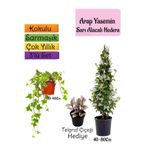 Bitkim Sende Mis Kokulu Arap Yasemini, Alacalı Hedera Helix Sarmaşığı, Telgraf Çiçeği 3'lü Set
