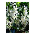 Bitkim Sende Mis Kokulu Arap Yasemini Rhyncospermum Jasminoides, 9 Adet Tüplü, 40-50 cm Boyunda