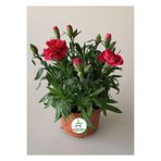 Bitkim Sende Mis Kokulu Kırmızı Bodur Karanfil, Saksılı, 15-25cm, Red Dianthus