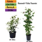 Bitkim Sende Mis Kokulu Yıldız Yasemin+Kokulu Hanımeli Çiçeği Fidanı 2'li Bahçe Peyzaj Seti