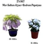 Bitkim Sende Mor Salkım Ağacı Fidanı+Beyaz Bodrum Papatyası 2'li Bahçe Peyzaj Seti