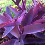 Bitkim Sende Mor Telgraf Karasevda Çiçeği 10-20 cm Tradescantia