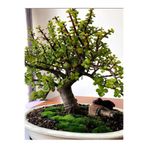 Bitkim Sende Ofis Salon Çiçeği Saksılı Yeşim Çiçeği 15-30 cm İç Mekan Bitkisi (Portulacaria Afra )