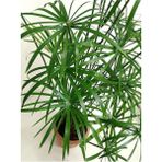Bitkim Sende Parlak Yapraklı Japon Şemsiyesi Bitkisi 1 Adet Saksılı 40-60CM(CYPERUS Alternifolius)