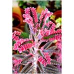 Bitkim Sende Pembe Aşkın Gözyaşı Çıcegi 5.5 Cm Saksıda 5-15cm Degişen Boyutta
