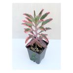 Bitkim Sende Pembe Aşkın Gözyaşı Çiçeği, Kalanchoe Daigremontiana, 10-15 cm