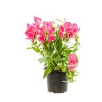 Bitkim Sende Pembe Aslanağzı Çiçeği (5 15 CM)10 Adet Saksılı/ Tüplü Bahçe Balkon Bitkisi Antirrhinum