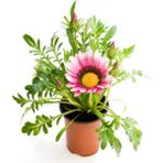 Bitkim Sende Pembe-Beyaz Renk Gazanya Çiçeği 1 Adet SAKSILI/TÜPLÜ(15-25CM) Çiçekli Balon Bitkisi