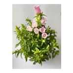 Bitkim Sende Pembe Çan Çiçeği Saksılı Balkon ve Peyzajlara Renkli Dokunuş (Campanula)