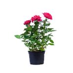 Bitkim Sende Pembe Kokulu Yediveren Gül Fidanı, Saksılı, 50-70 cm, Çok Renkli