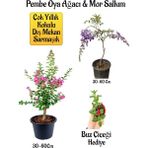 Bitkim Sende Pembe Oya Ağacı Fidanı+Mor Salkım Ağacı Fidanı Buz Çiçeği Bahçe Peyzaj Seti