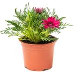 Bitkim Sende Pembe Renk Gazanya Çiçeği 1 Adet SAKSILI/TÜPLÜ(15-25CM) Çiçekli Balon Bitkisi