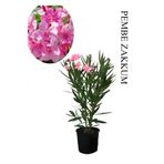 Bitkim Sende Pembe Renk Zakkum Çiçeği Fidanı 1ADET Saksılı 30-60cm Yaz Çiçeği