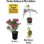 Bitkim Sende Pembe Zakkum Fidanı+Mor Salkım Ağacı Fidanı Buz Çiçeği Bahçe Peyzaj Seti
