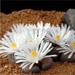 Bitkim Sende Pleiospilos Nelii Lithops Beyaz Çiçek Açan Taş Kaktüs(Yaşayan Taşlar)