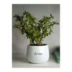 Bitkim Sende Portulacaria Afra Yeşim Çiçeği Saksılı İç Mekan Bitkisi, 15-25cm, Yenilebilir