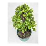 Bitkim Sende Portulacaria Afra Yeşim Çiçeği Saksılı İç Mekan Bitkisi, 20-30 cm