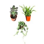 Bitkim Sende Prenses Çamı, Para Ağacı Çiçeği, Tespih Çiçeği Seti, Çok Renkli