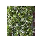 Bitkim Sende Rhyncospermum Jasminoides Arap Yasemini Yasemin Fidanı 30-60cm Kokulu Bahçe Sarmaşığı