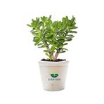 Bitkim Sende Saksılı Crassula Ovata Şans Bitkisi Yeşim Para Çiçeği, 15-25 cm, Yeşil