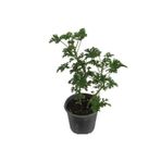 Bitkim Sende Saksılı Itır Çiçeği Fidanı, Küçük Boy, 5-15 cm