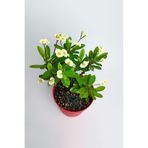 Bitkim Sende Saksılı Sarı Dikenler Tacı Japon Iğnesi Euphorbia Milli 5-15 Cm