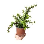 Bitkim Sende Saksılı Yeşim Çiçeği, Portulacaria afra, Bonsaiye Uygun, Hediyelik