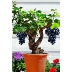 Bitkim Sende Salon Ve Balkonda Yetişen Üzüm Fidesi Tüplü 35-45cm