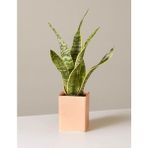Bitkim Sende Sansevieria Laurentii Superba Bodur Paşa Kılıcı ( Kılıç Çiçeği) Üretim Saksılıdır.