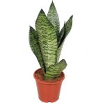 Bitkim Sende Sansevieria Zeylanica Paşa Kılıcı Hava Temizleyici Bitki Ev Ofis Salon Bitkisi