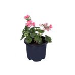 Bitkim Sende Sardunya Çiçeği Saksı'da, Pelargonium, Açık Pembe Renk