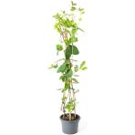 Bitkim Sende Sarı Beyaz Hanımeli Çiçeği Fidanı 50-80CM