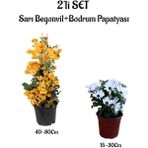 Bitkim Sende Sarı Renk Begonvil Fidanı+Beyaz Renk Bodrum Papatyası 2'li Set Peyzaj Bitkileri