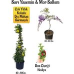 Bitkim Sende Sarı Yasemin Çiçeği+Mor Salkım Ağacı Fidanı+ Buz Çiçeği Peyzaj Seti