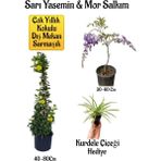 Bitkim Sende Sarı Yasemin Çiçeği+Mor Salkım Ağacı Fidanı+ Kurdele Çiçeği Peyzaj Seti