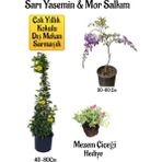 Bitkim Sende Sarı Yasemin Çiçeği+Mor Salkım Ağacı Fidanı+Mezem Çiçeği Peyzaj Seti