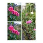 Bitkim Sende Sarmaşık Mis Kokulu Pembe Gül Fidanı, 3 Adet Saksılı, 40-65 cm, Climbing Pink Rose