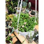 Bitkim Sende Senecio Rowleyanus Tesbih Çiçeği Askılı Saksıda