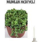 Bitkim Sende Sevgliler Gününe Özel Tespih-Boncuk Çiçeği Mumluk Hediyeli Ofis Bitkisi